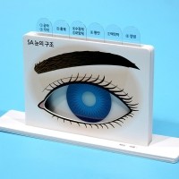 [로봇사이언스몰] SA DIY 눈의 구조이해(일반형)(5인 세트)
